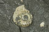 Fossil Belemnite & Ammonites (Pleuroceras) in Rock - Germany #125434-2